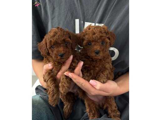 Büyüleyici güzellikte Toy Poodle Bebekler 