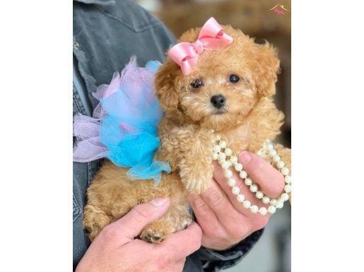 Süslü Maltipoo Bebekler 