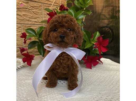Teddy Surat Red Brown Toy Poodle Yavrular 
