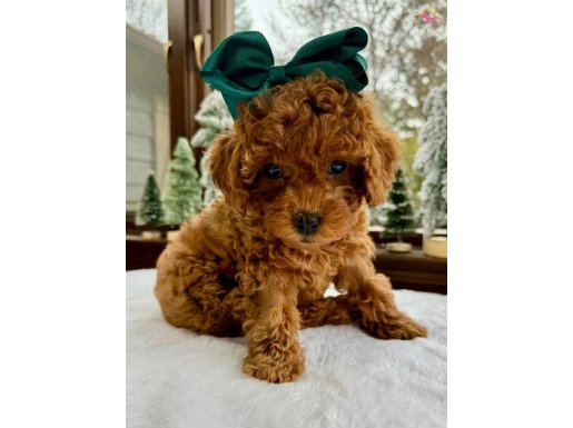 Irkının En Güzel Poodle Toy Bebekleri