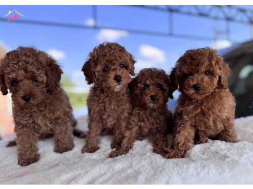 Muhteşem Poodle Bebekler 