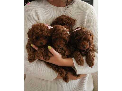 Sevimli Ve Güzel Orjinal Poodle Bebekler 