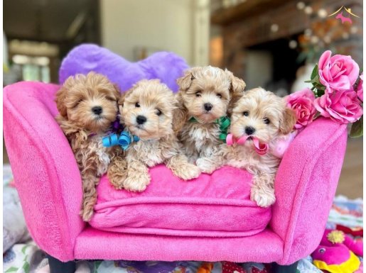 Mini Dizayn Maltipoo Irk Güzelleri 