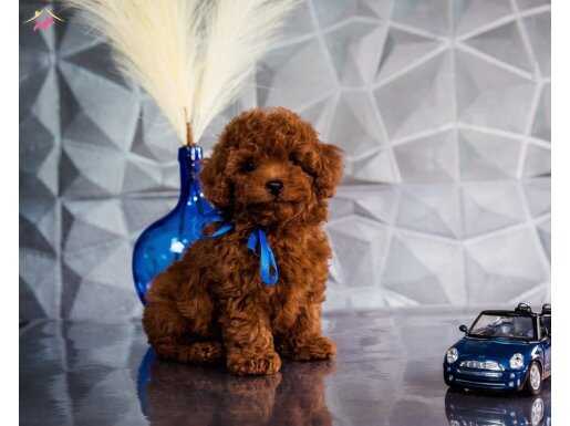 Irkının En Güzel Poodle Bebekleri 