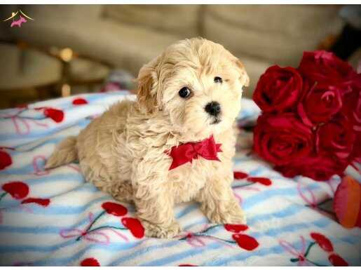 Antialerjik Yapısıyla Öne Çıkan Akıllı Maltipoo Bebekler