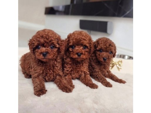 Kıvırcık Kızıl Toy Poodle Yavruları ile Neşeli Bir Başlangıç
