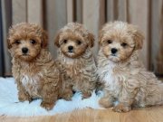 Oyuncak gibi sevimli Maltipoo Bebekler 