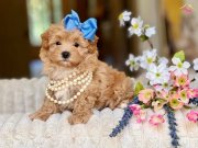 Tüy Derdi Olmadan Sevgiyle Büyüyen Maltipoo 