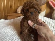 Kahverengi Aşkı Mini Toy Poodle Yavrularımız Hazır 