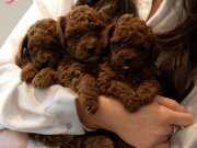 Kızıl Kahve Orjinal Toy Poodle Bebekler 