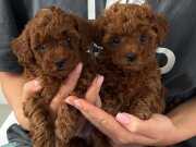 Büyüleyici güzellikte Toy Poodle Bebekler 