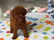 Kore Kan Poodle Irkının En İyi Yavruları 