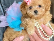 Süslü Maltipoo Bebekler 