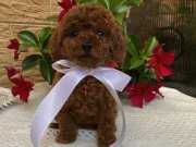 Teddy Surat Red Brown Toy Poodle Yavrular 