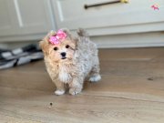 Mini Dizayn Maltipoo Irk Güzelleri 