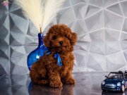 Irkının En Güzel Poodle Bebekleri 