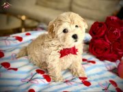 Antialerjik Yapısıyla Öne Çıkan Akıllı Maltipoo Bebekler