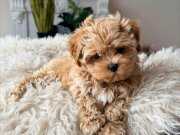 Hem Oyuncu Hem Akıllı Eğitimli Maltipoo Yavrular 