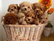 Sevimli ve Akıllı Maltipoo Yavrular 