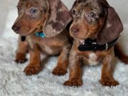 Mini Dachshund (Sosis) Yavruları 