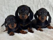 Özenle Yetiştirilmiş Mini Ve Sağlıklı Dachshund Bebekler 