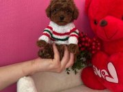 Kore Kan Büyümeyecek Poodle Irk Garantili Yavrular 