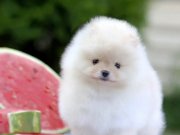 Üst Kalite Teddy Surat Pomeranian 