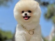 Bol Tüylü Akıllı Pomeranian Irkı Bebekler 