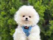 Sevimliliğin En Tatlı Hali Pomeranian Bebekler 