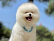Küçük ırk Sevenlere Özel Pomeranian 
