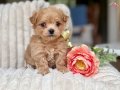 Akıllı Ev Ortamına Uyumlu Maltipoo