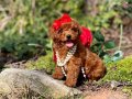 Antialerjik Üst Kalite Toy Poodle 