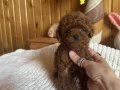 Kahverengi Aşkı Mini Toy Poodle Yavrularımız Hazır 