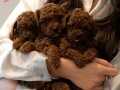 Kızıl Kahve Orjinal Toy Poodle Bebekler 