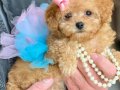 Süslü Maltipoo Bebekler 