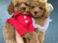 Etkileyici Eşsiz Özelliklere Sahip Toy Poodle Yavrular 