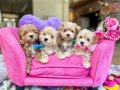 Mini Dizayn Maltipoo Irk Güzelleri 