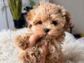 Hem Oyuncu Hem Akıllı Eğitimli Maltipoo Yavrular 