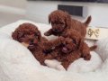 Kıvırcık Kızıl Toy Poodle Yavruları ile Neşeli Bir Başlangıç