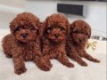 Kıvırcık Kızıl Toy Poodle Yavruları ile Neşeli Bir Başlangıç