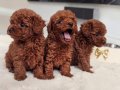 Kıvırcık Kızıl Toy Poodle Yavruları ile Neşeli Bir Başlangıç