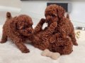 Kıvırcık Kızıl Toy Poodle Yavruları ile Neşeli Bir Başlangıç