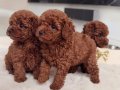 Kıvırcık Kızıl Toy Poodle Yavruları ile Neşeli Bir Başlangıç