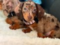 Mini Dachshund (Sosis) Yavruları 