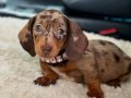 Mini Dachshund (Sosis) Yavruları 