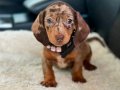 Mini Dachshund (Sosis) Yavruları 