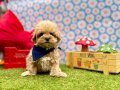 Kore Kan Maltipoo Mini ve Sevimli 