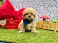 Kore Kan Maltipoo Mini ve Sevimli 