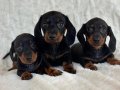 Özenle Yetiştirilmiş Mini Ve Sağlıklı Dachshund Bebekler 