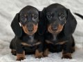 Özenle Yetiştirilmiş Mini Ve Sağlıklı Dachshund Bebekler 